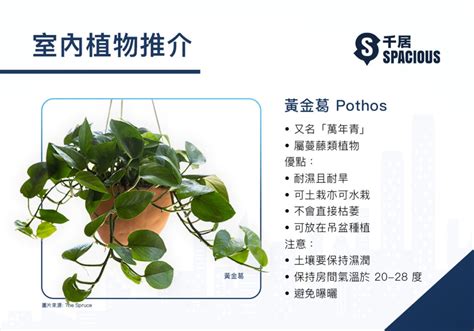 香港水種植物|【室內種植入門】9大超易打理+慳位室內植物！常綠